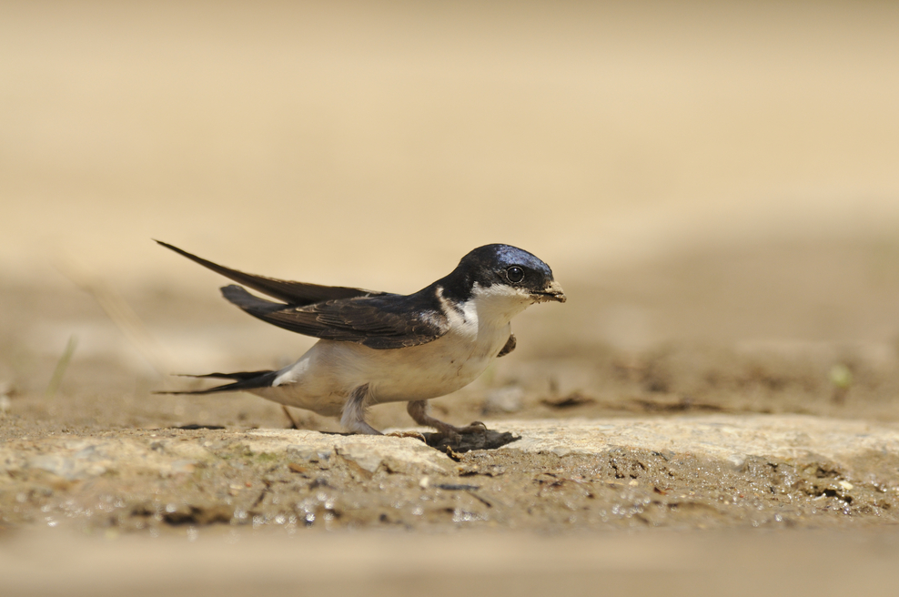 How to identify swifts, swallows, sand martins and house martins The